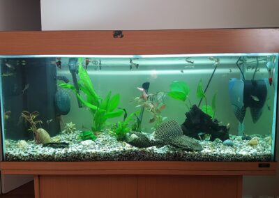 stefan decorating facebook gallery 491